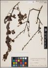 Foto von Salix aurita L.